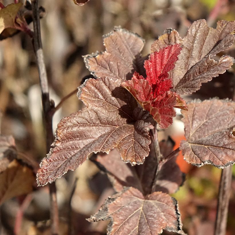 Blasenspiere Red Baron - Physocarpus (Foliage)