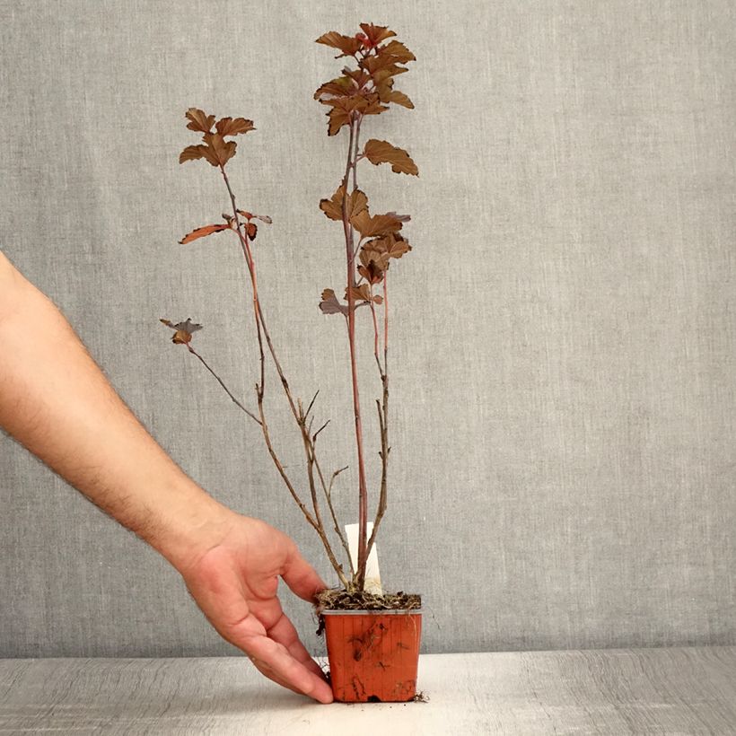 Example of Blasenspiere Red Baron - Physocarpus Kleine Töpfe von 8/9 cm as you get in ete