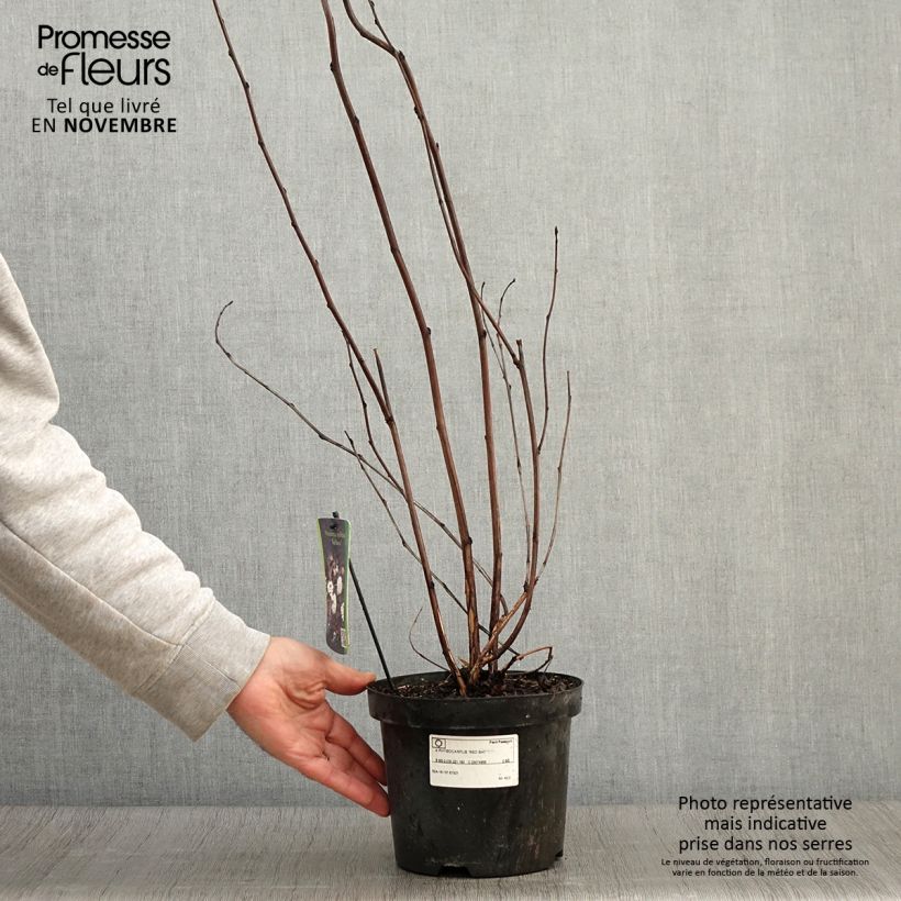 Example of Blasenspiere Red Baron - Physocarpus Topf mit 2L/3L as you get in automne