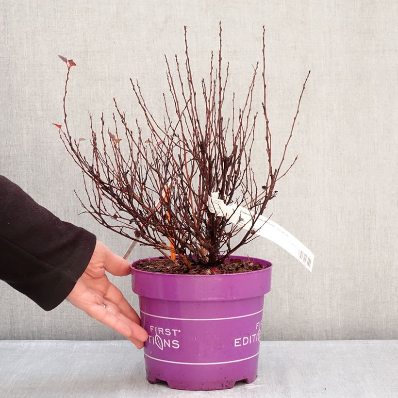 Exemplar von Blasenspiere Spicy Devil - Physocarpus opulifolius Topf mit 3L/4L wie im Winter geliefert