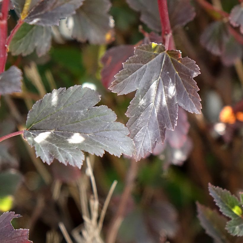 Blasenspiere Tiny Wine - Physocarpus (Foliage)
