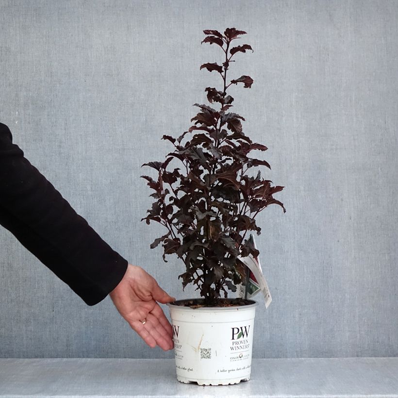 Exemplar von Blasenspiere Tiny Wine - Physocarpus Topf mit 3L/4L wie im Herbst geliefert