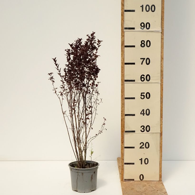 Example of Blasenspiere Tiny Wine - Physocarpus Topf mit 3L/4L as you get in ete