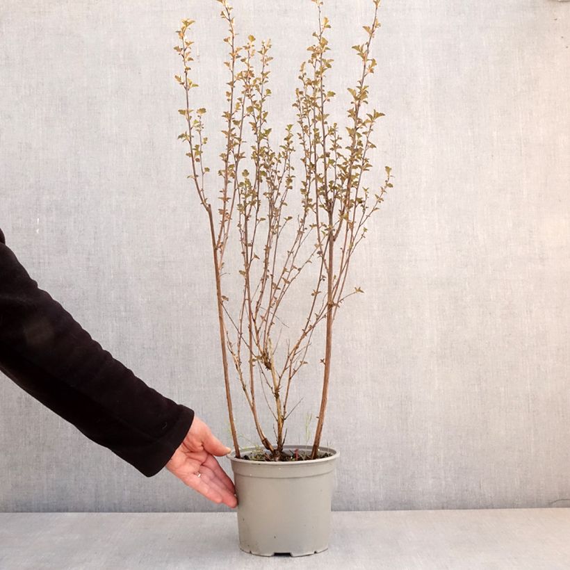 Exemplar von Blasenspiere Tiny Wine - Physocarpus Topf mit 3L/4L wie im Frühjahr geliefert