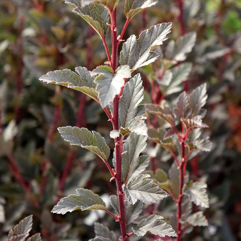 Blasenspiere Tiny Wine® Proven Winners® - Physcocarpus (Foliage)