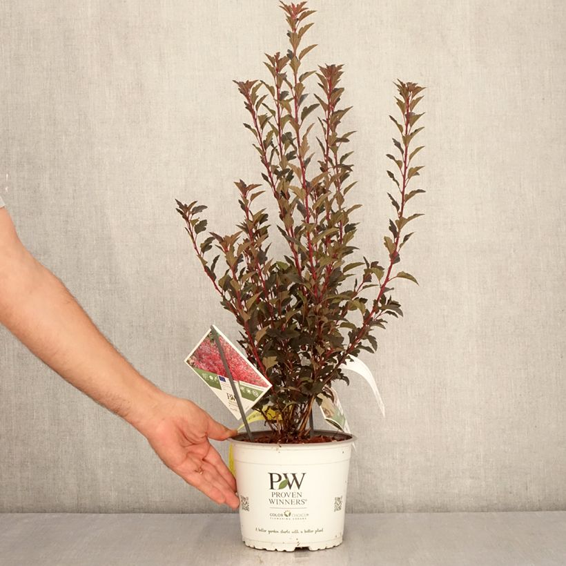 Example of Blasenspiere Tiny Wine® Proven Winners® - Physcocarpus Topf mit 3L/4L as you get in ete