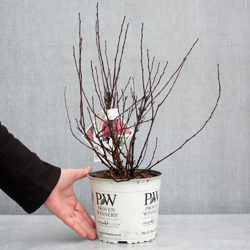 Exemplar von Blasenspiere Tiny Wine® Proven Winners® - Physcocarpus Topf mit 3L/4L wie im Winter geliefert