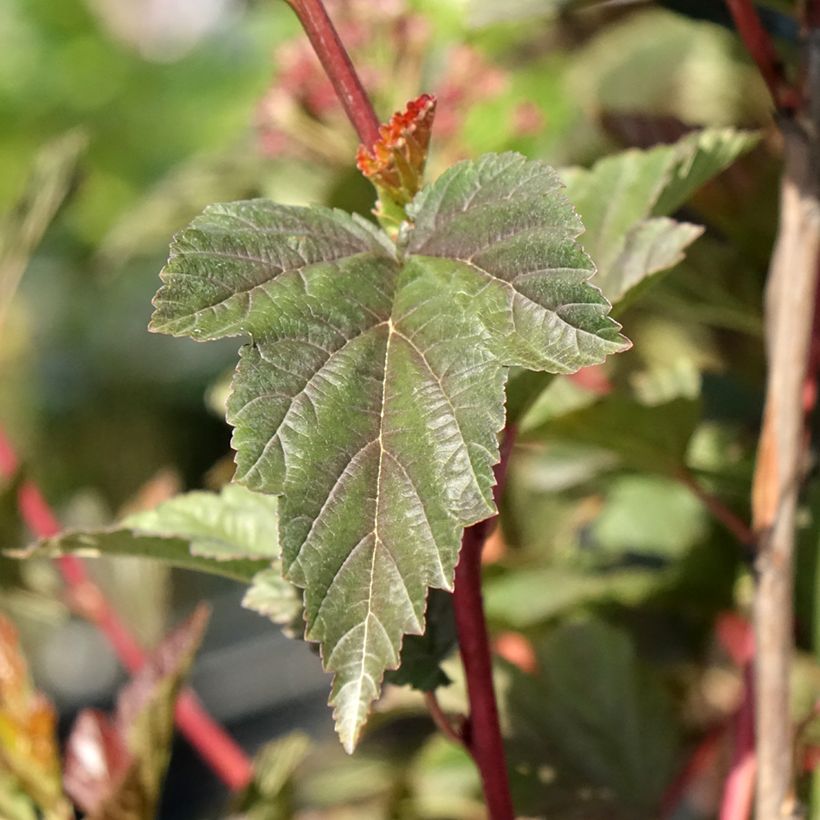 Blasenspiere Zdechovice - Physocarpus (Foliage)