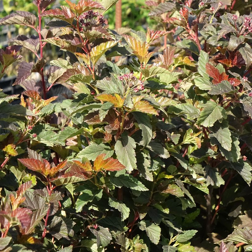 Blasenspiere Zdechovice - Physocarpus (Plant habit)