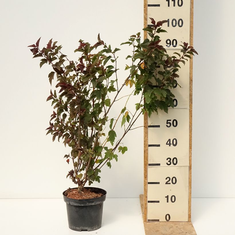 Example of Blasenspiere Zdechovice - Physocarpus Topf mit 3L/4L as you get in ete