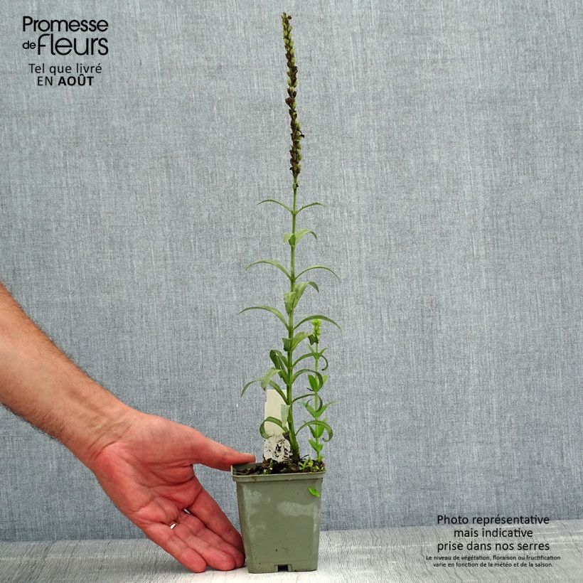 Example of Physostegia virginiana Miss Manners - Gelenkblume Kleine Töpfe von 8/9 cm as you get in ete