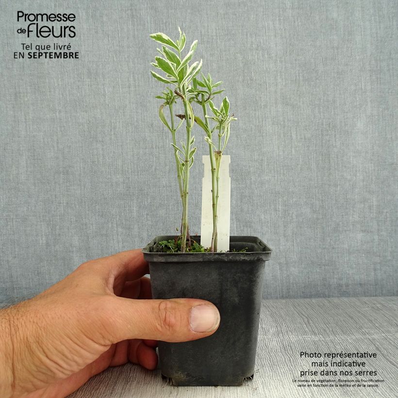 Example of Physostegia virginiana Variegata - Gelenkblume Kleine Töpfe von 8/9 cm as you get in ete