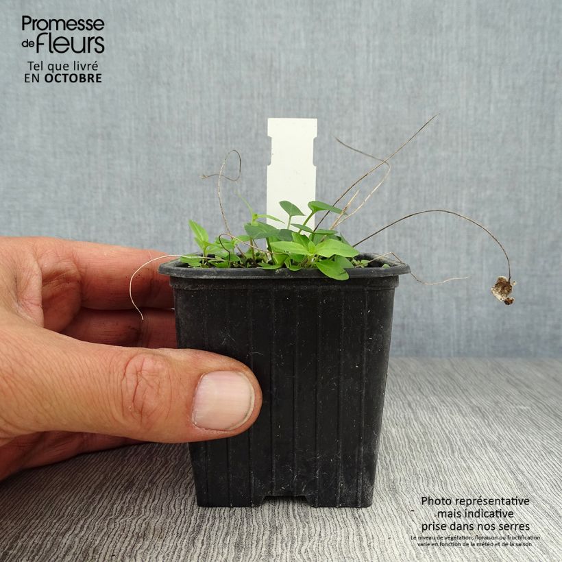 Example of Phyteuma scheuchzeri - Teufelskralle Kleine Töpfe von 8/9 cm as you get in automne