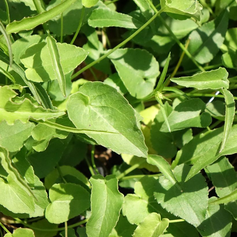 Phyteuma scheuchzeri - Teufelskralle (Foliage)