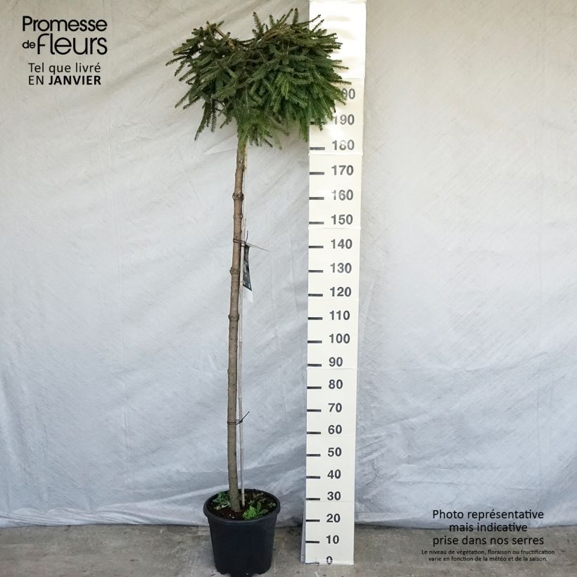 Exemplar von Picea abies Frohburg Topf mit 20L/25L wie im Winter geliefert