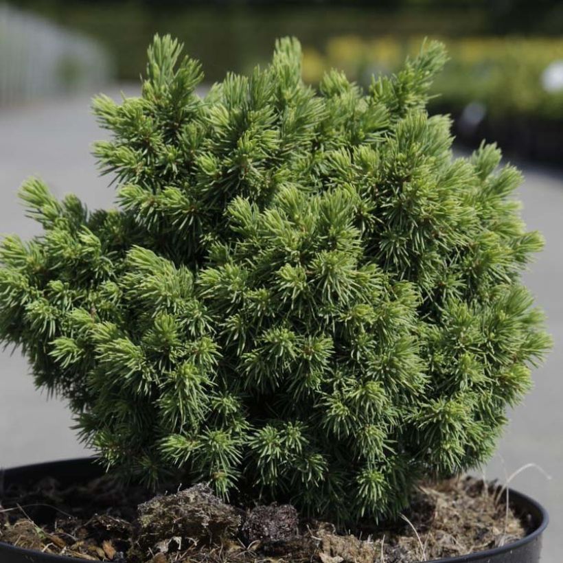 Picea abies Jalako Gold (Foliage)