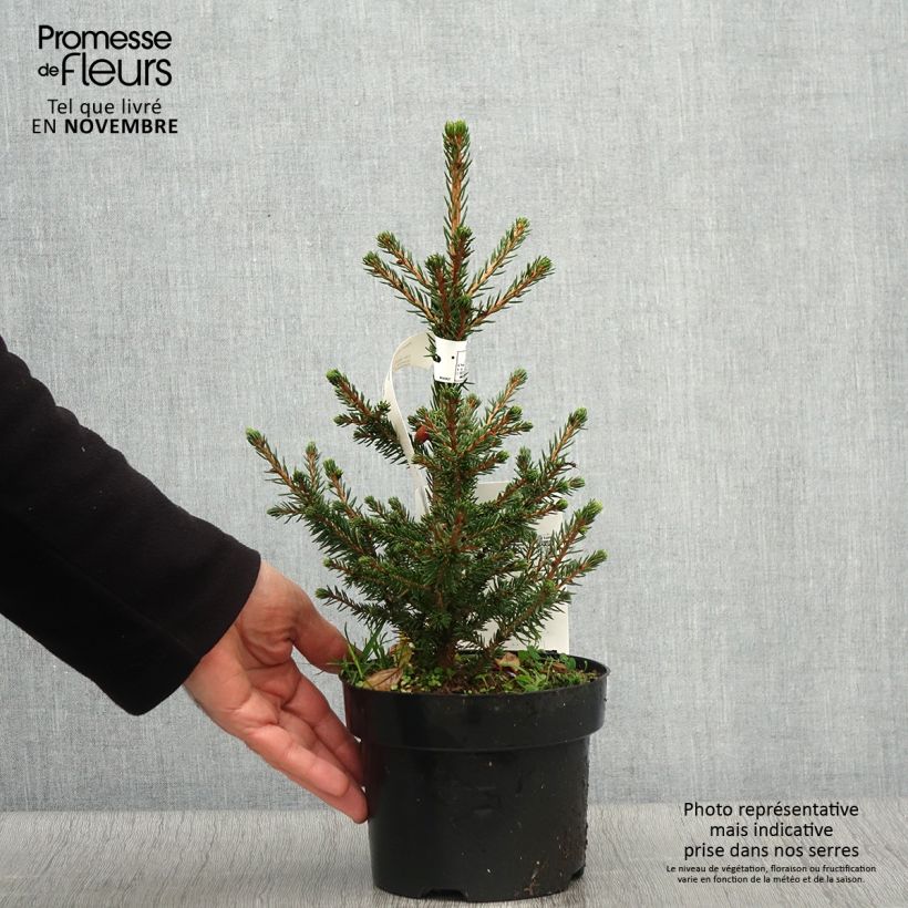 Example of Picea abies Will's Zwerg Topf mit 2L/3L as you get in automne