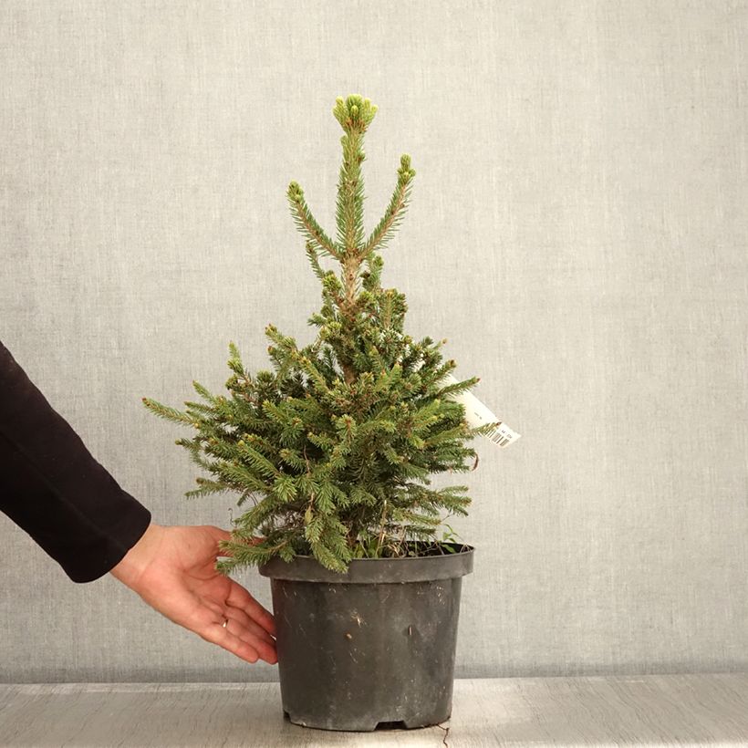 Example of Picea abies Will's Zwerg Topf mit 7,5L/10L as you get in automne
