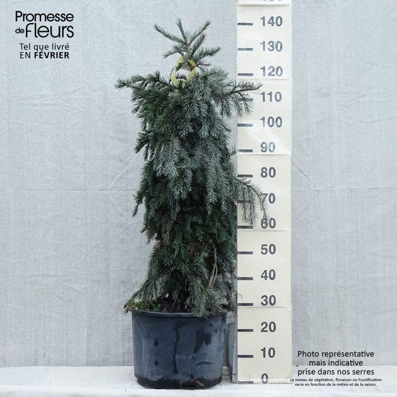 Example of Picea breweriana Topf mit 3L/4L as you get in hiver