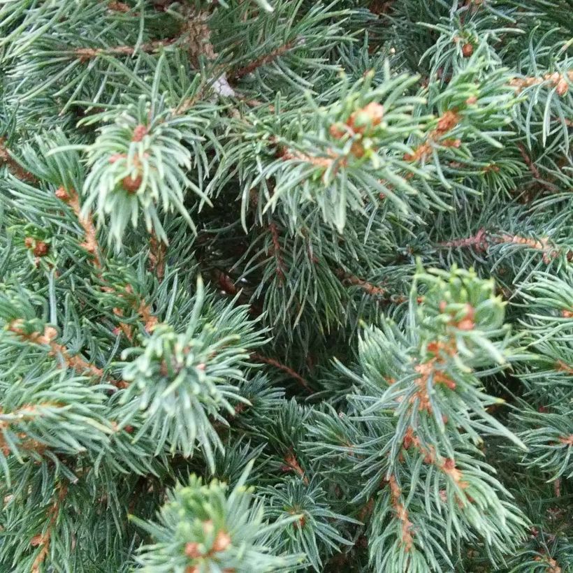 Picea glauca December (Foliage)