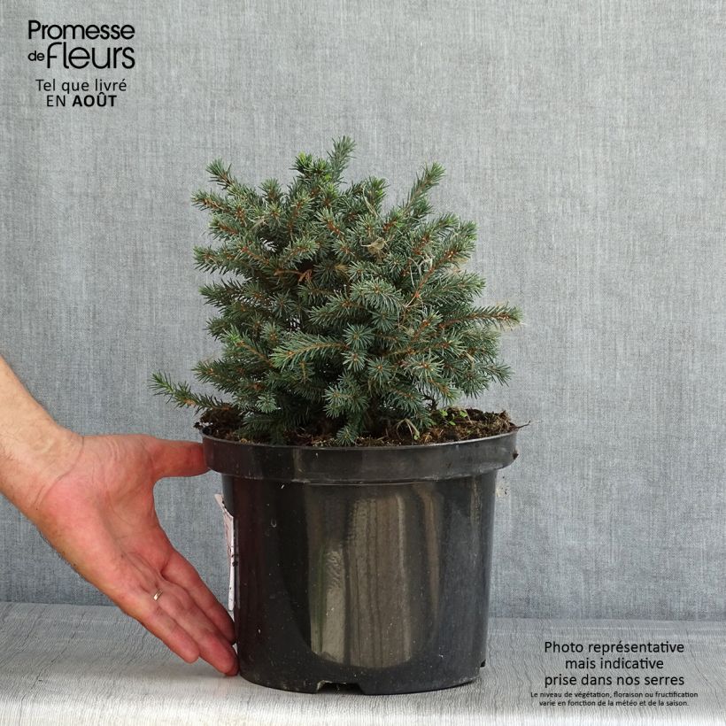 Exemplar von Picea glauca Echiniformis Echt Topf mit 4L/5L wie im Sommer geliefert