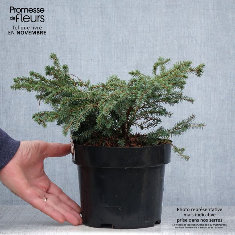 Example of Picea mariana Nana Topf mit 2L/3L as you get in automne