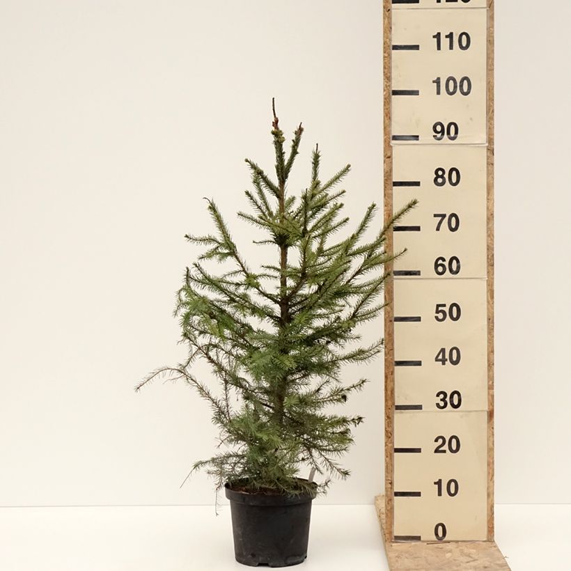 Example of Picea omorika Topf mit 3L/4L as you get in hiver