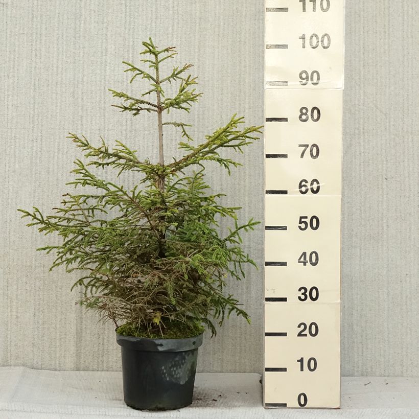 Example of Picea orientalis Aureospicata Topf mit 7,5L/10L as you get in automne