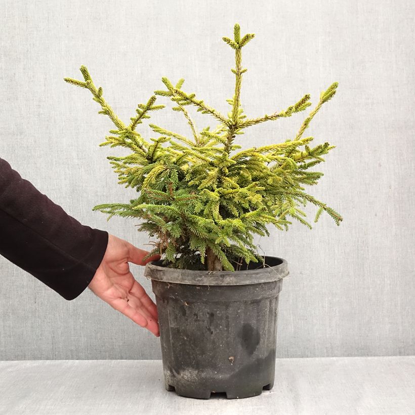 Exemplar von Picea orientalis Barnes Topf mit 3L/4L wie im Herbst geliefert