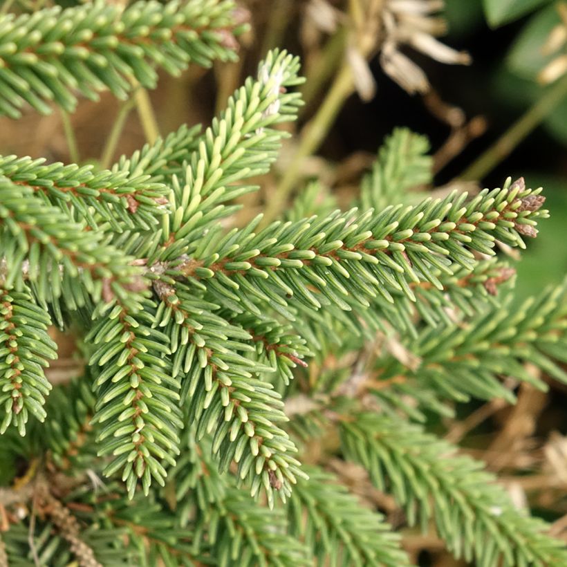 Picea orientalis Summergold (Laub)