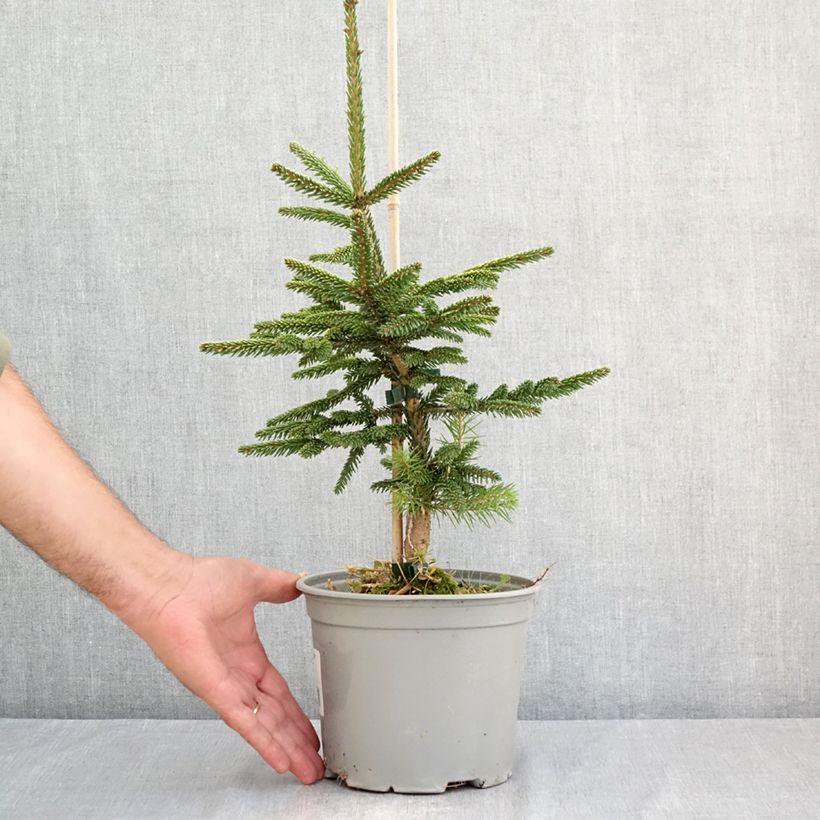 Example of Picea orientalis Summergold Topf mit 3L/4L as you get in ete
