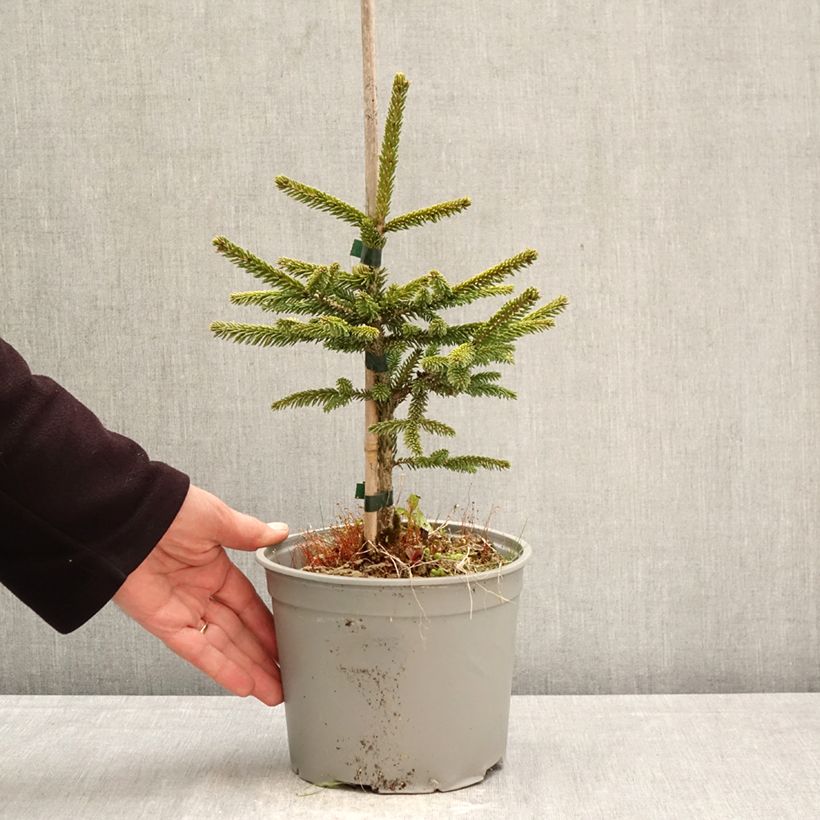 Exemplar von Picea orientalis Summergold Topf mit 3L/4L wie im Frühjahr geliefert