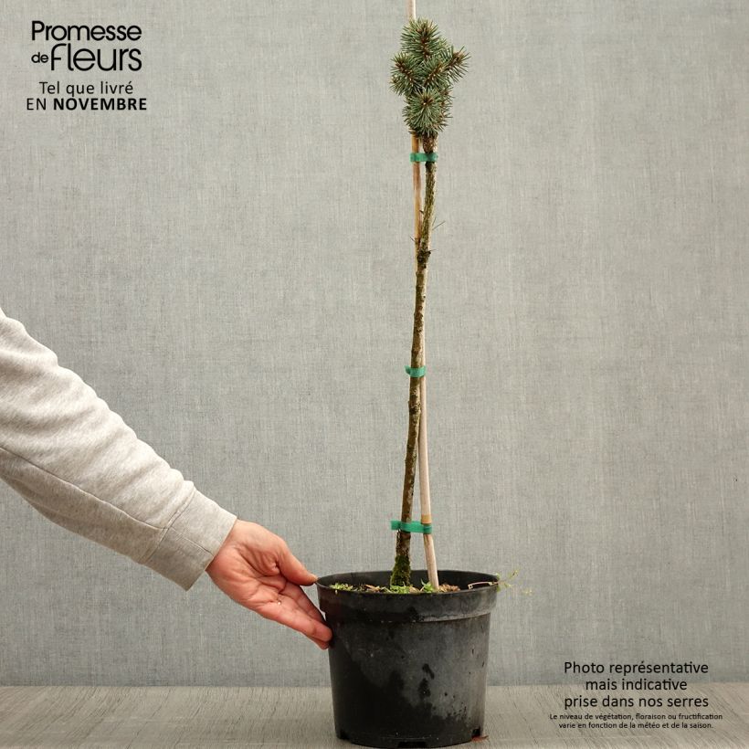 Example of Picea pungens Brynek Topf mit 4L/5L as you get in automne