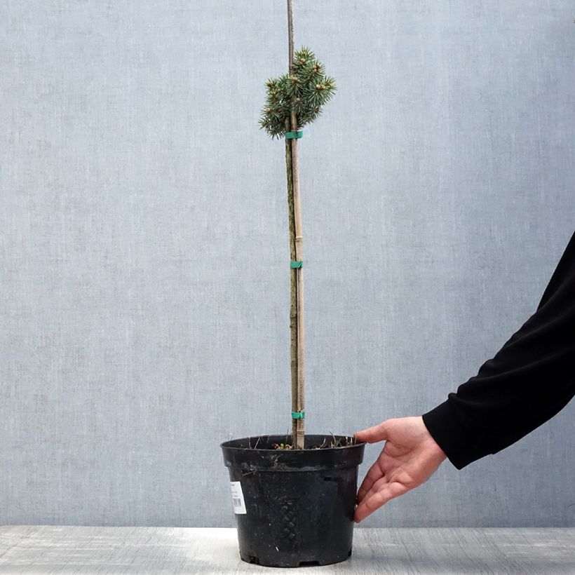 Exemplar von Picea pungens Brynek Topf mit 4L/5L, Stamm wie im Frühjahr geliefert