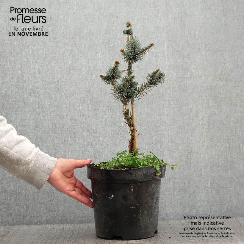Example of Picea pungens Iseli Foxtail Topf mit 3L/4L as you get in automne
