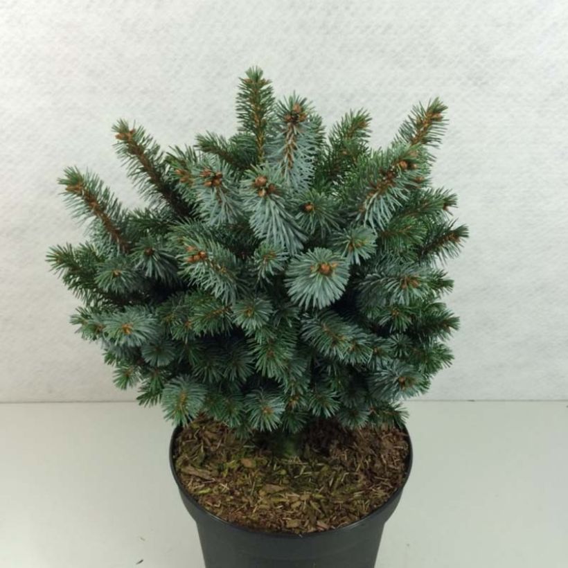 Picea sitchensis Silberzwerg (Plant habit)