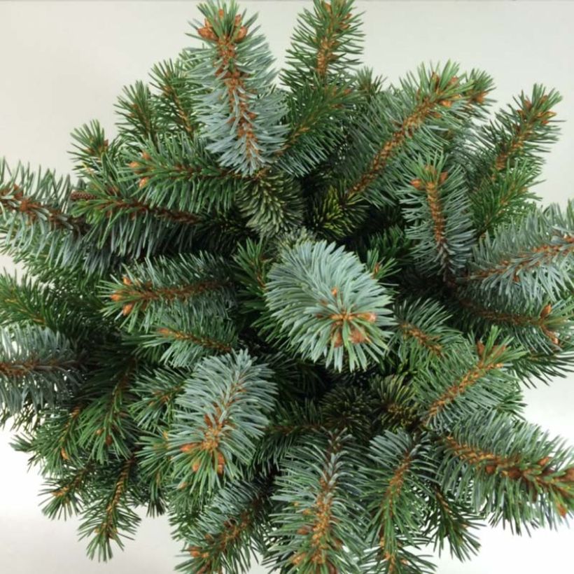 Picea sitchensis Silberzwerg (Foliage)