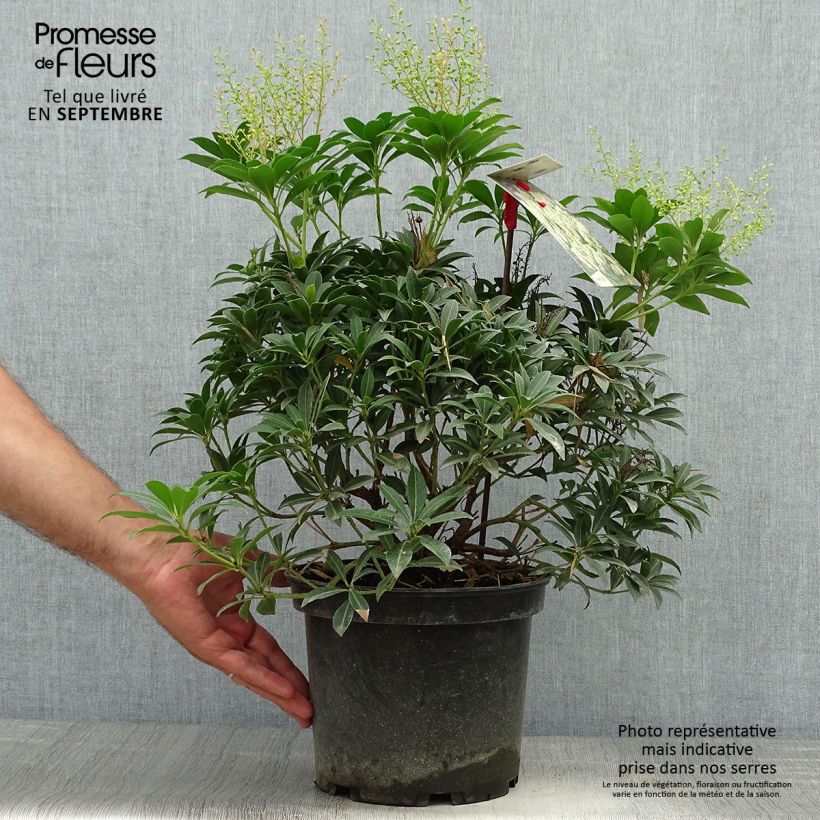 Example of Schattenglöckchen Debutante - Pieris japonica Topf mit 4L/5L as you get in automne