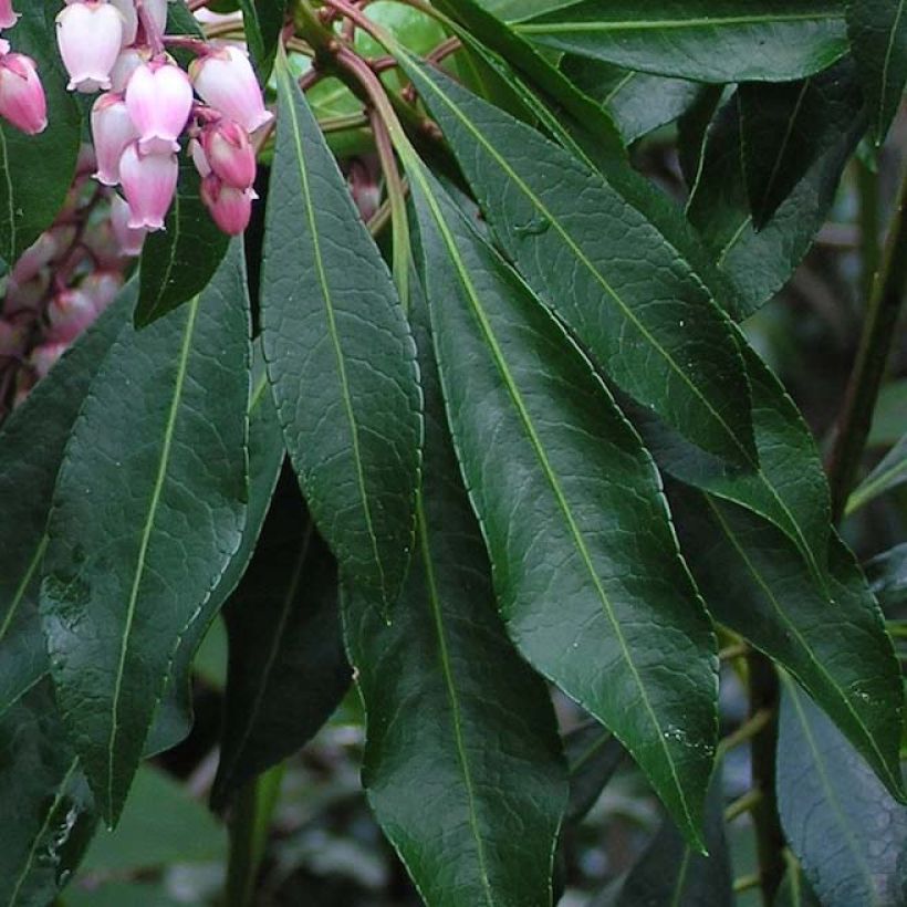 Schattenglöckchen Pink passion - Pieris japonica (Foliage)