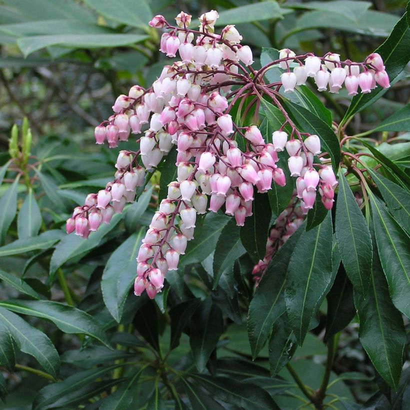 Schattenglöckchen Pink passion - Pieris japonica (Flowering)