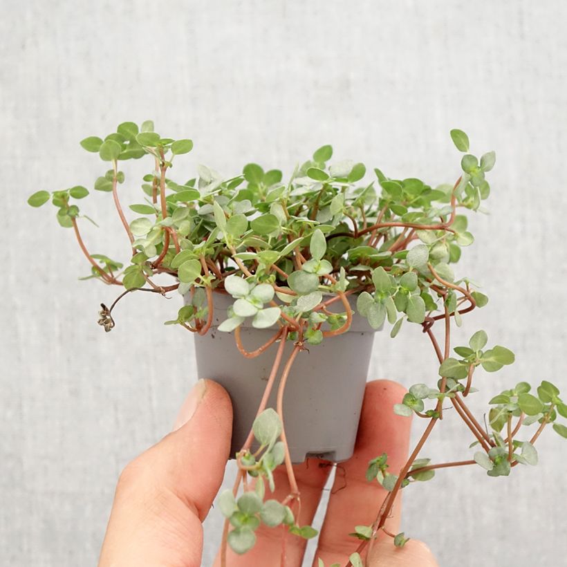 Example of Pilea glaucophylla Greyzy - Kanonierblume Mini-plante as you get in printemps
