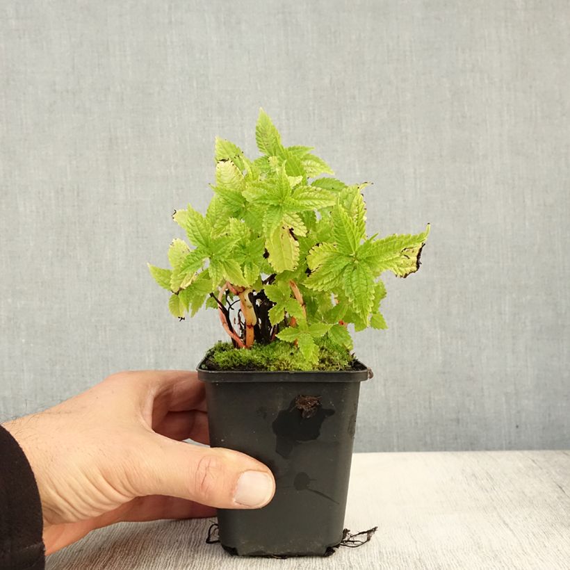 Example of Pilea matsudai Taiwan Silver Kleine Töpfe von 8/9 cm as you get in automne