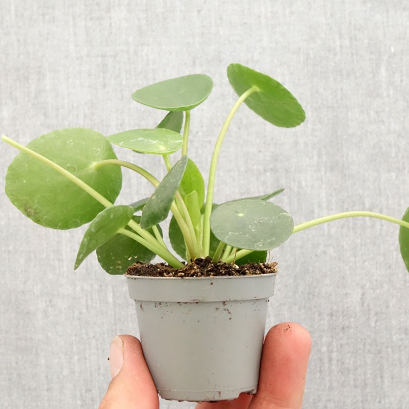 Example of Ufo-pflanze - Pilea peperomioides Mini-plante as you get in printemps
