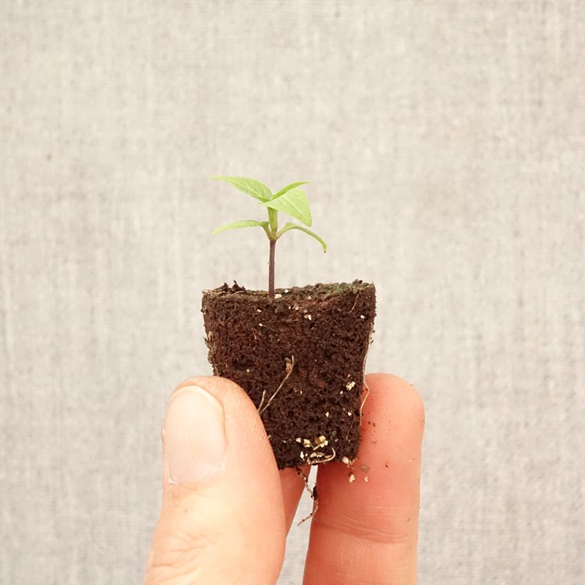 Exemplar von Piment Button Red en plant Mini-Plug Ø 3/4 cm wie im Frühjahr geliefert