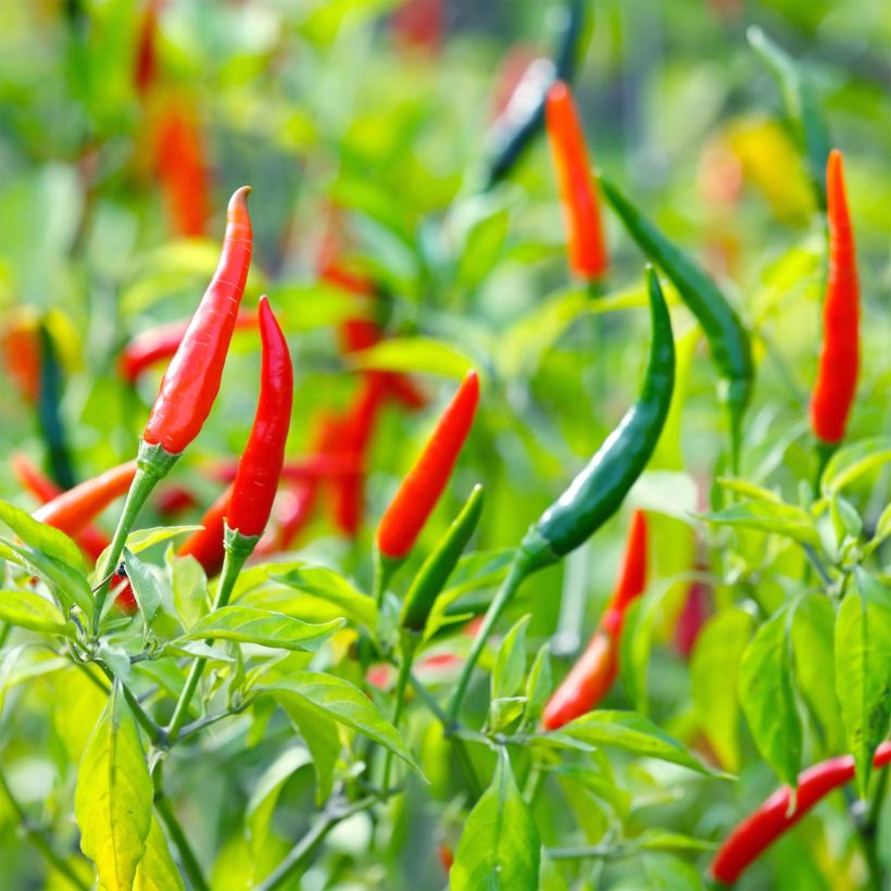 Chili-Pfeffer Demon Red (Harvest)