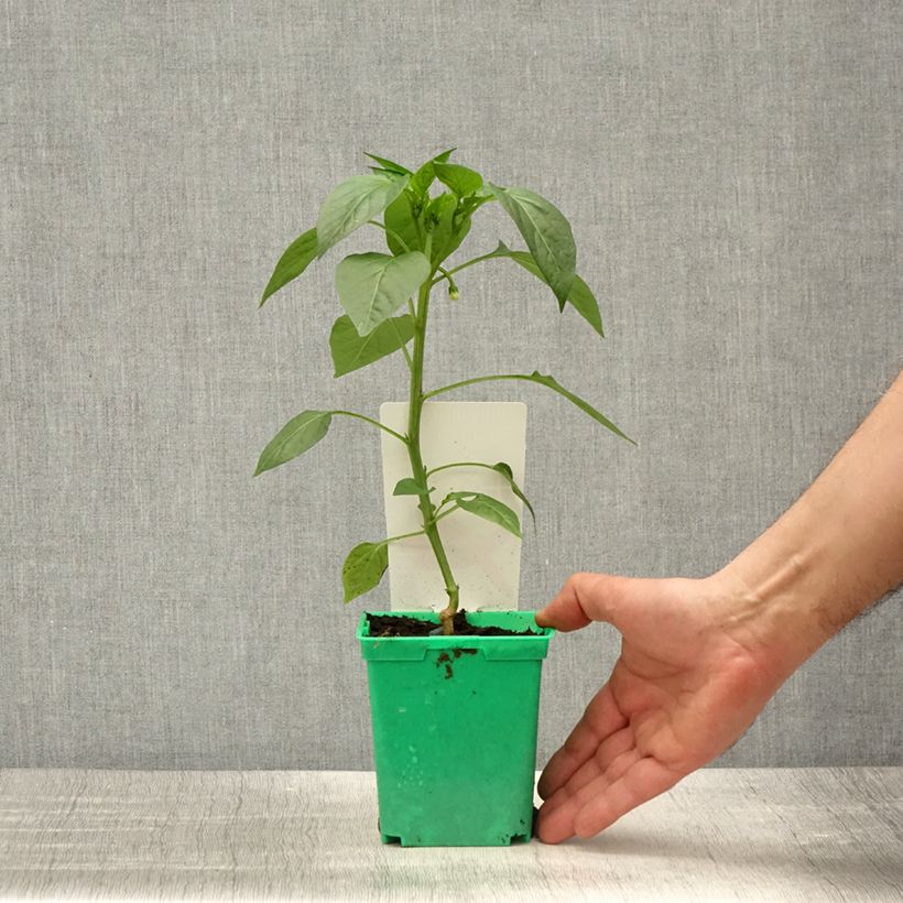 Example of Chili Gorria (Veredelt) Topf 10 cm/11cm as you get in printemps