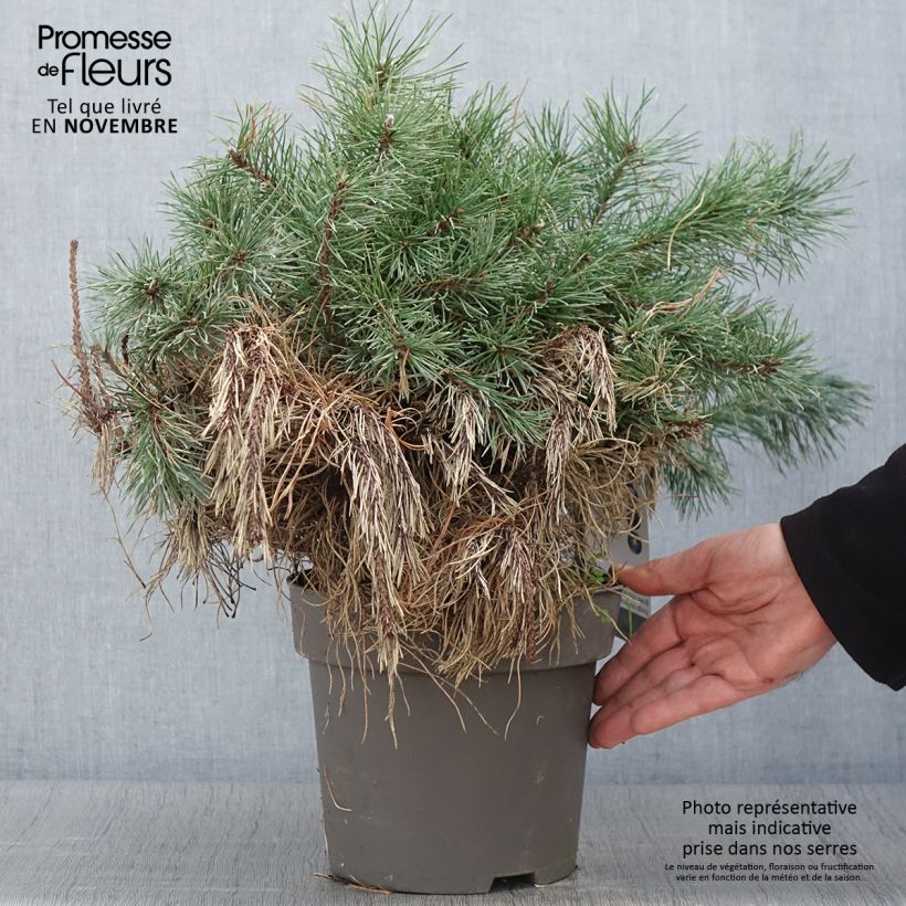 Example of Pinus uncinata - Spirke Stück as you get in automne
