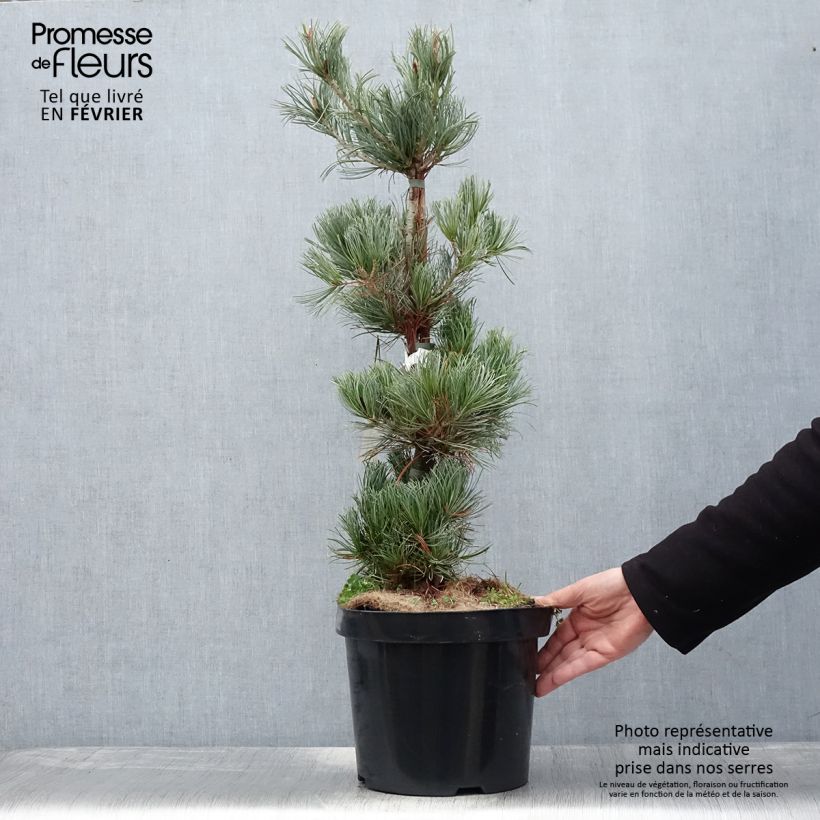 Exemplar von Pinus parviflora Tempelhof - Mädchen-Kiefer Topf mit 7,5L/10L wie im Winter geliefert