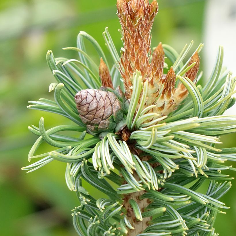 Pinus parviflora Iribune - Mädchen-Kiefer (Ernte)