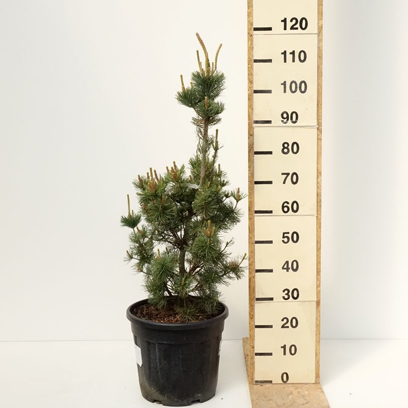 Exemplar von Pinus parviflora Iribune - Mädchen-Kiefer Topf mit 18L/20L wie im Frühjahr geliefert